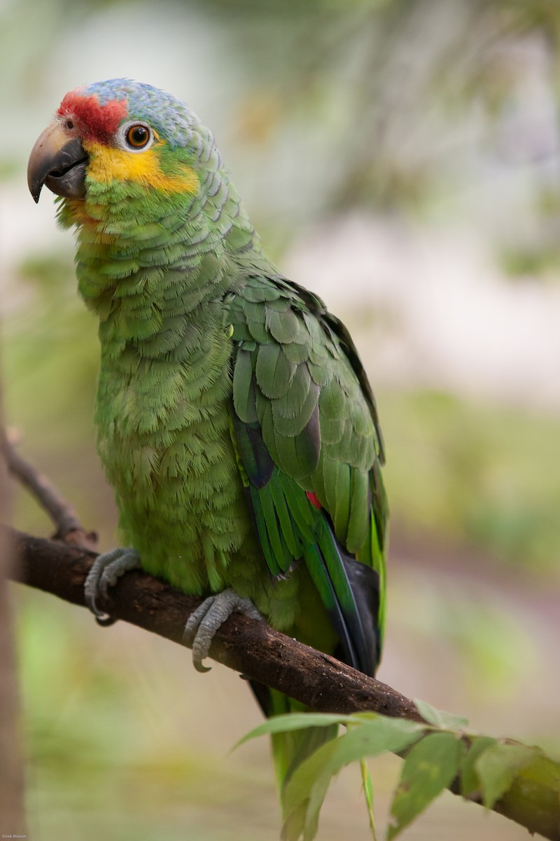 Red-lored Parrot - Vivek Menon