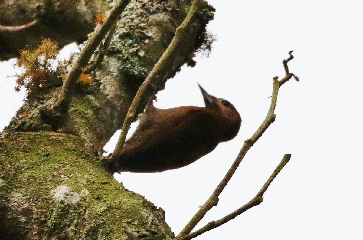 Smoky-brown Woodpecker - ML150736091