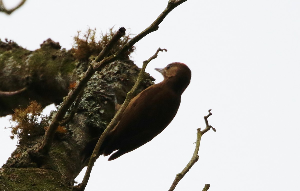 Smoky-brown Woodpecker - ML150736101