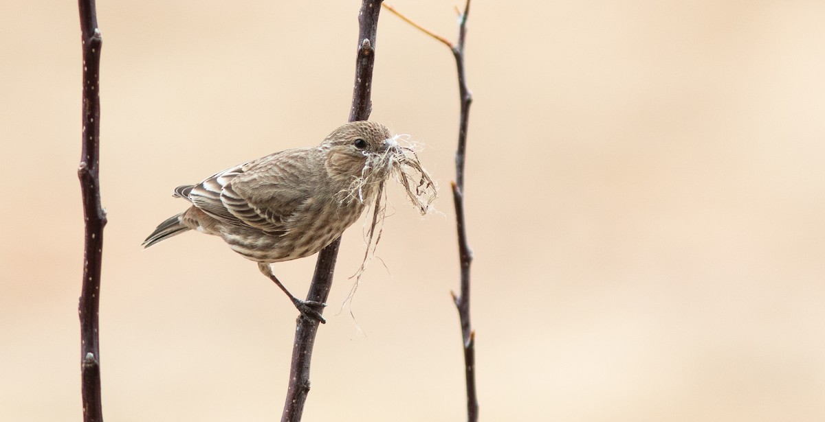 House Finch ML150736141