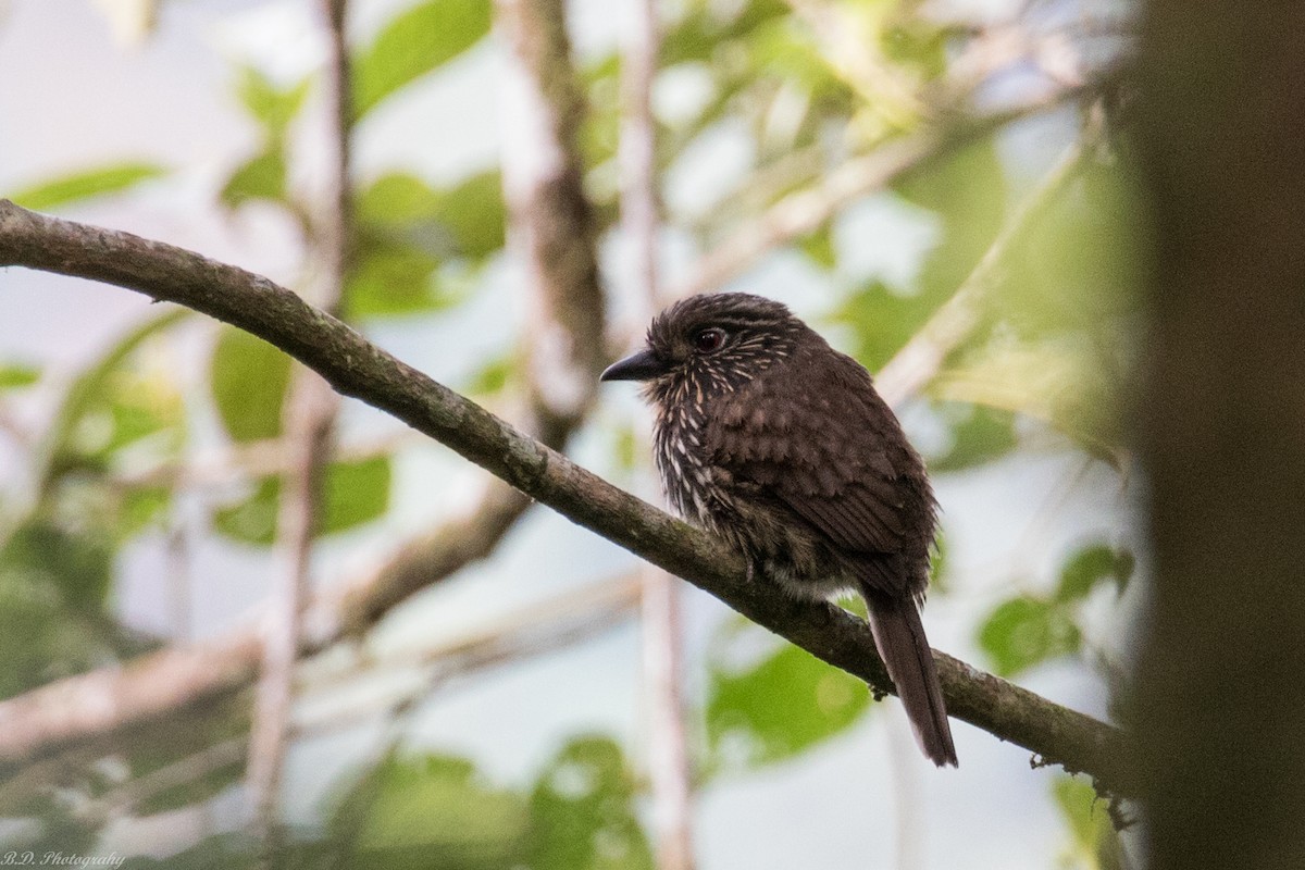 Black-streaked Puffbird - Blair Dudeck
