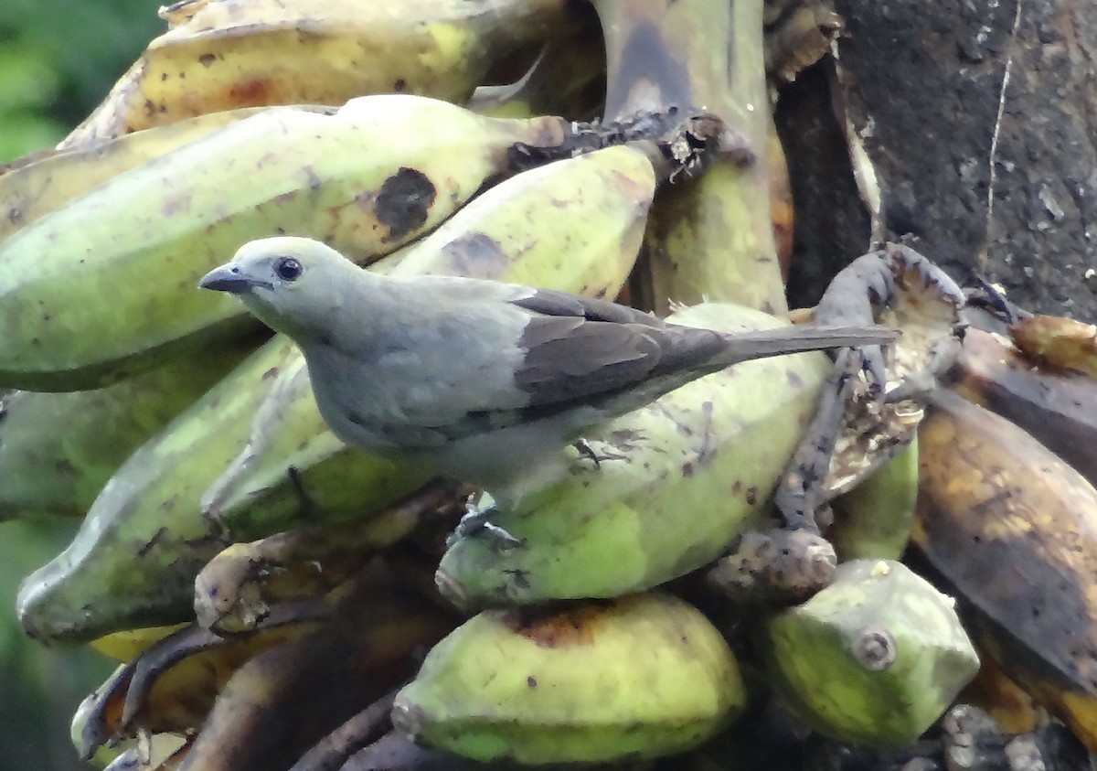 Blue-gray Tanager - ML150739071