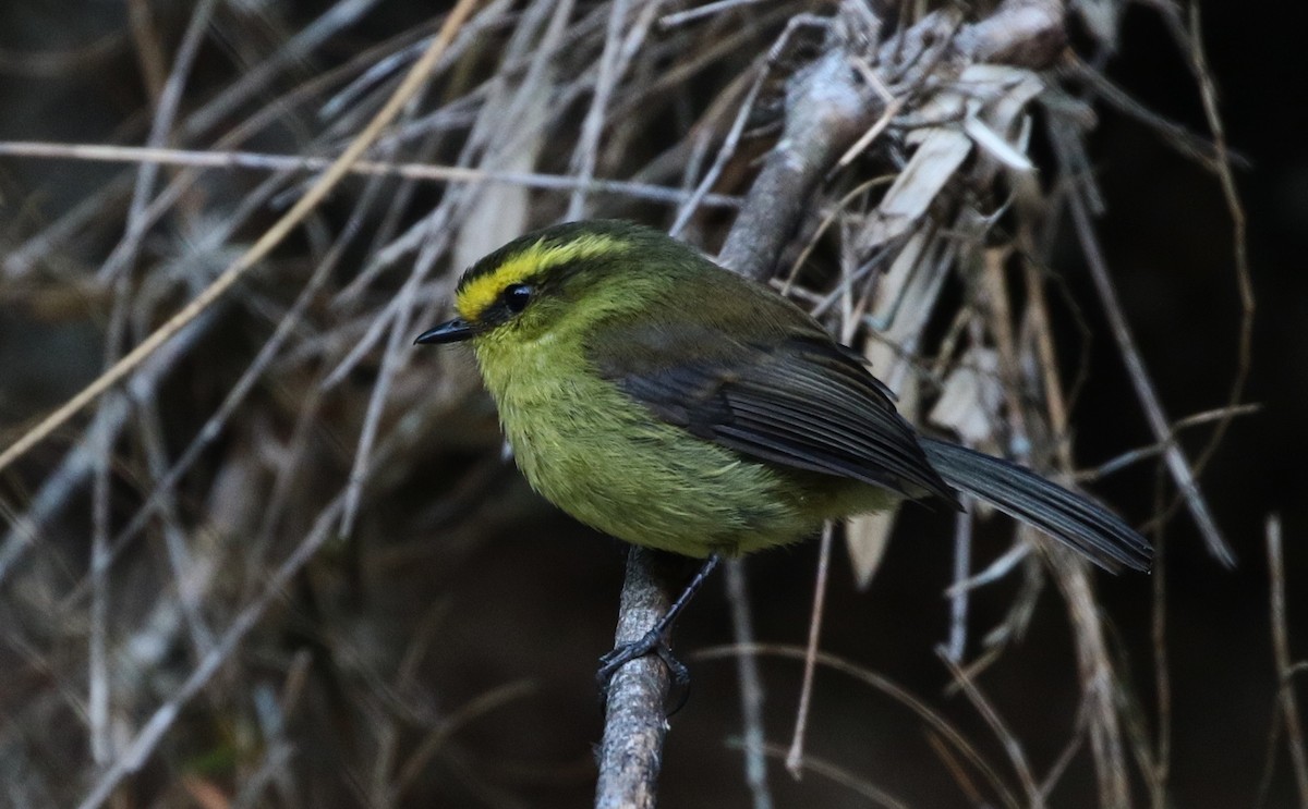 Yellow-bellied Chat-Tyrant - ML150739091