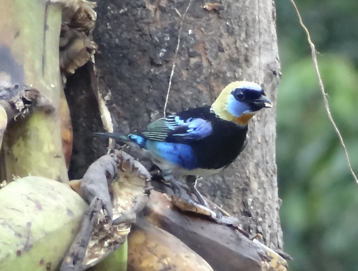 Golden-hooded Tanager - David StClair