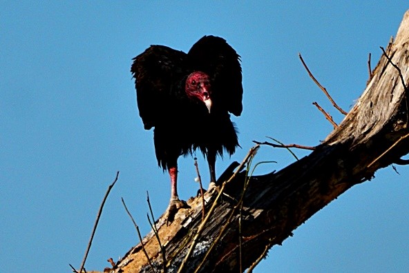 Turkey Vulture - Sadhu Govardhan