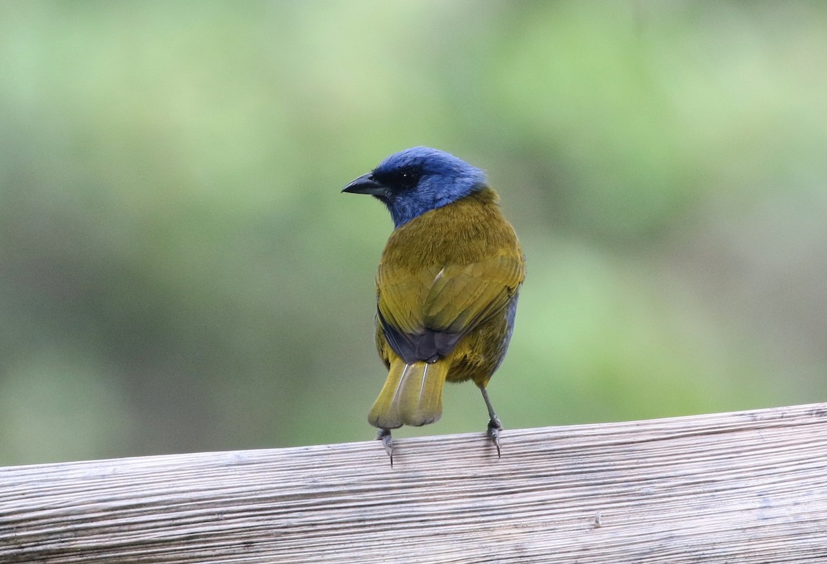 Blue-capped Tanager - ML150740171