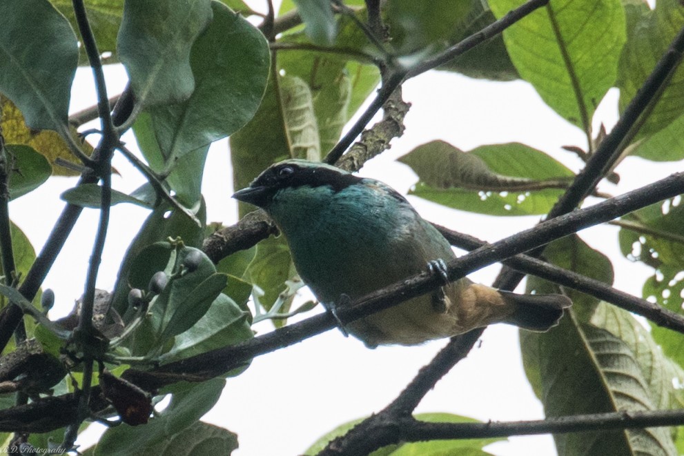 Blue-browed Tanager - ML150740351