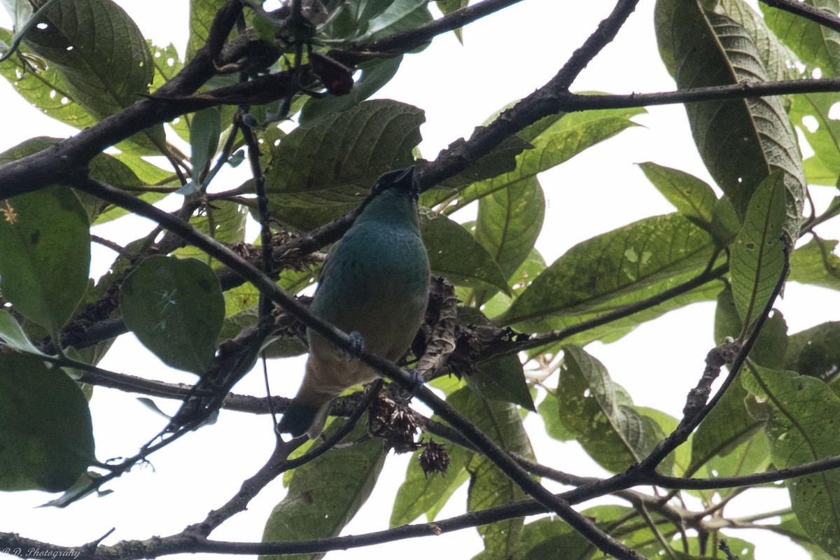 Blue-browed Tanager - ML150740411