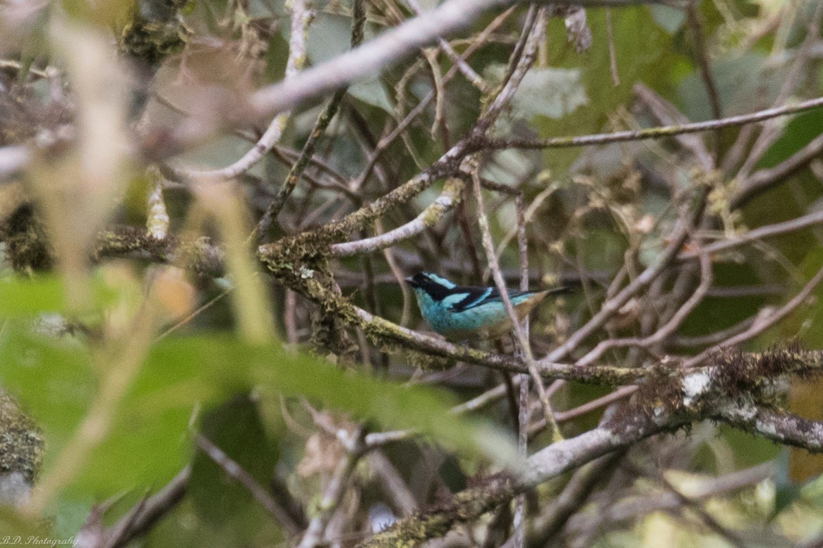 Blue-browed Tanager - ML150740421