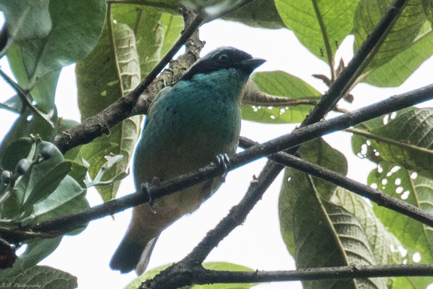 Blue-browed Tanager - ML150740431