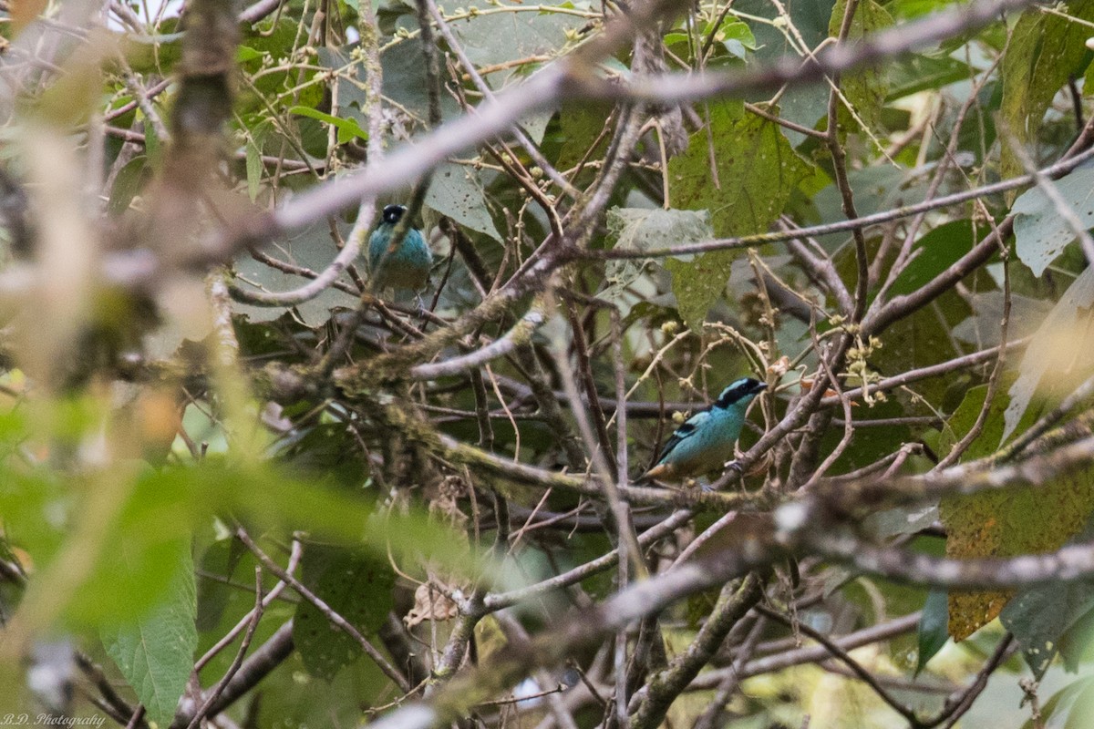 Blue-browed Tanager - ML150740441