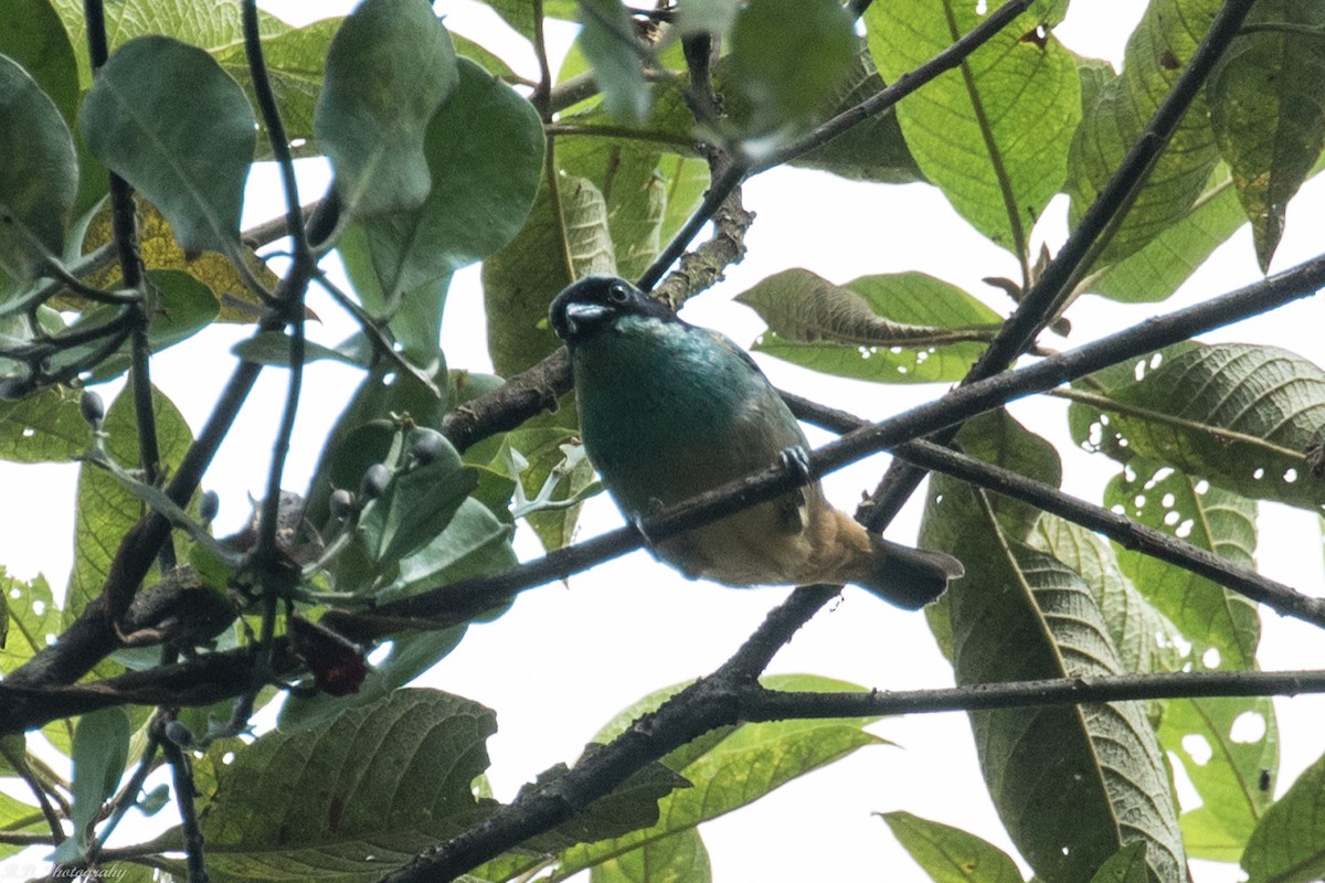 Blue-browed Tanager - ML150740451