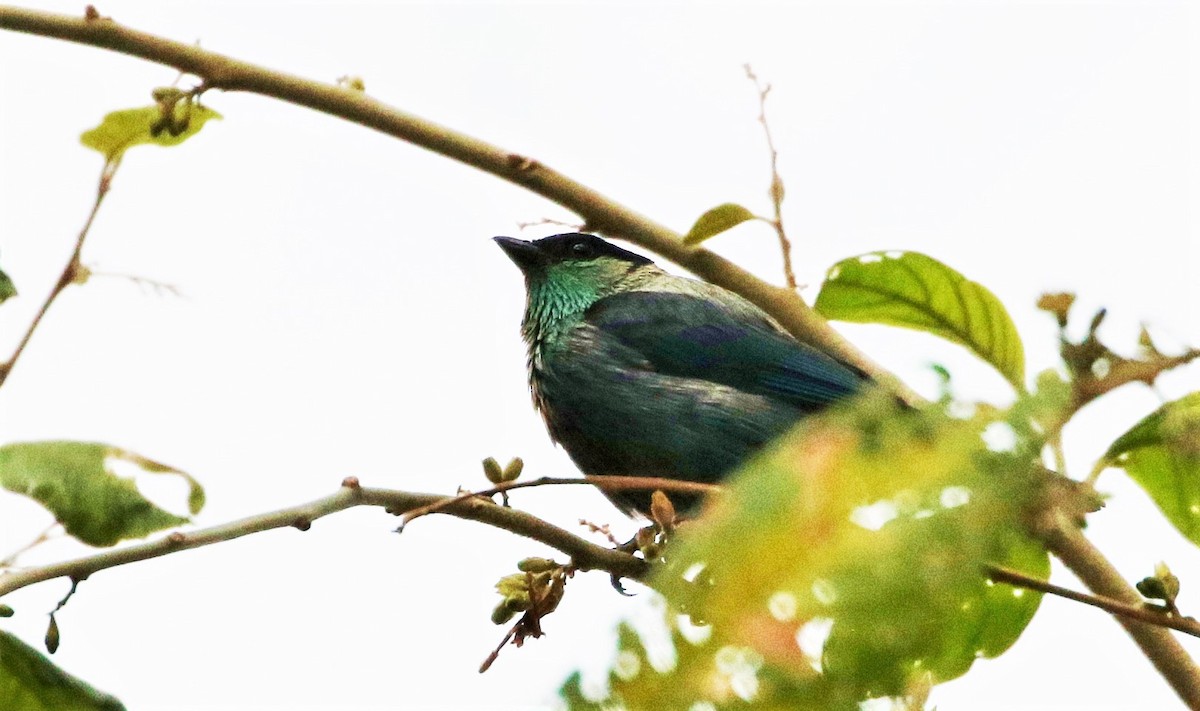 Black-capped Tanager - ML150740591