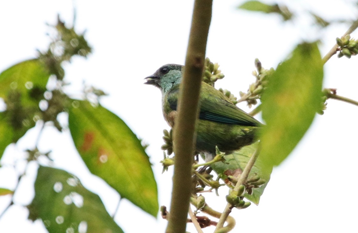 Black-capped Tanager - ML150740721