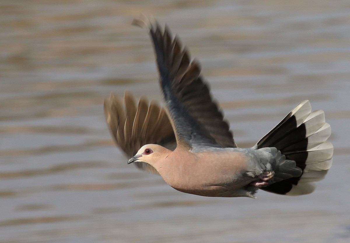 Red-eyed Dove - ML150741721