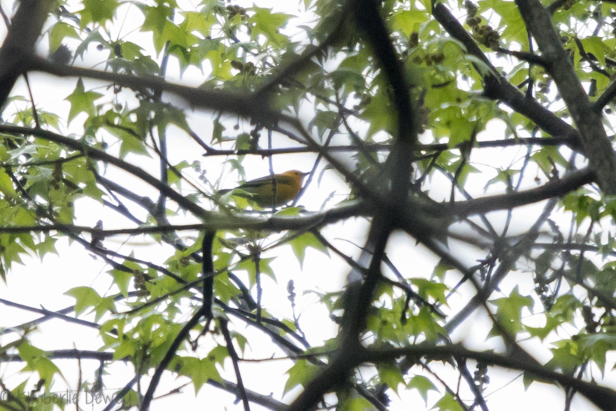 Prothonotary Warbler - Kimberlie Dewey
