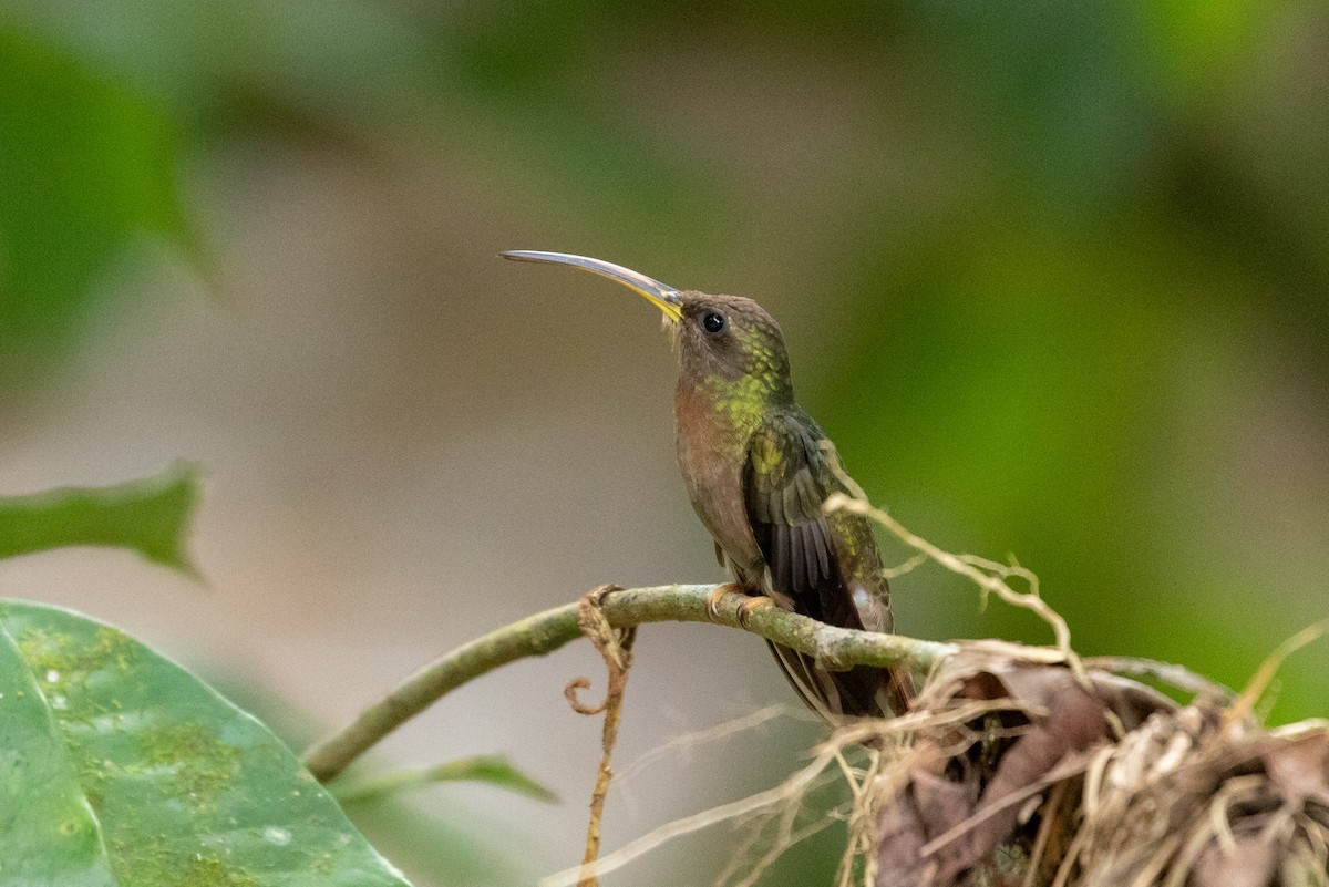 Rufous-breasted Hermit - Louis Bevier