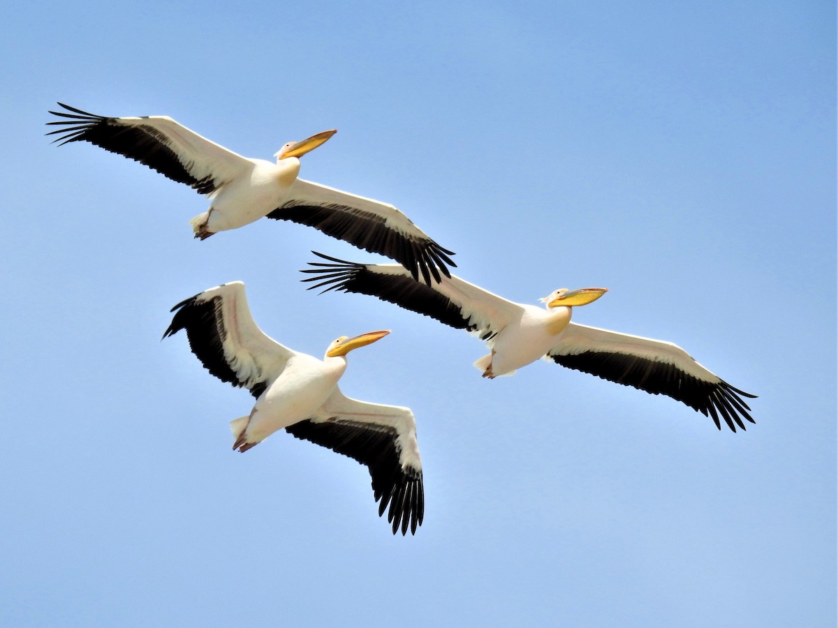 Great White Pelican - Güneş Deniz Yıldırım