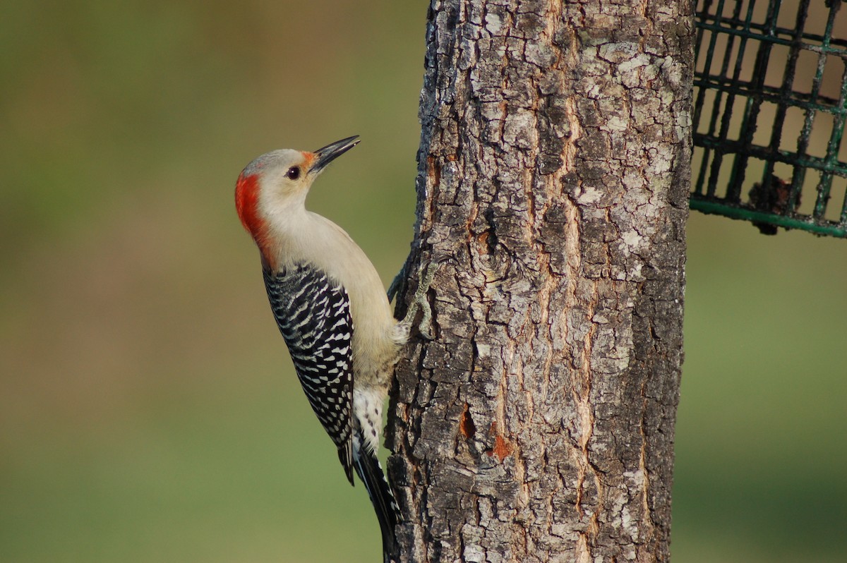 Red-bellied Woodpecker - Mel & Jeanne Goff