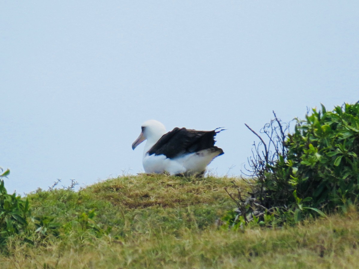 Laysan Albatross - Babs Buck