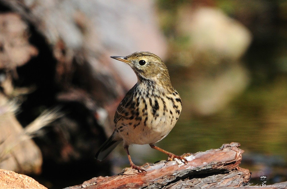 Meadow Pipit - ML150752031