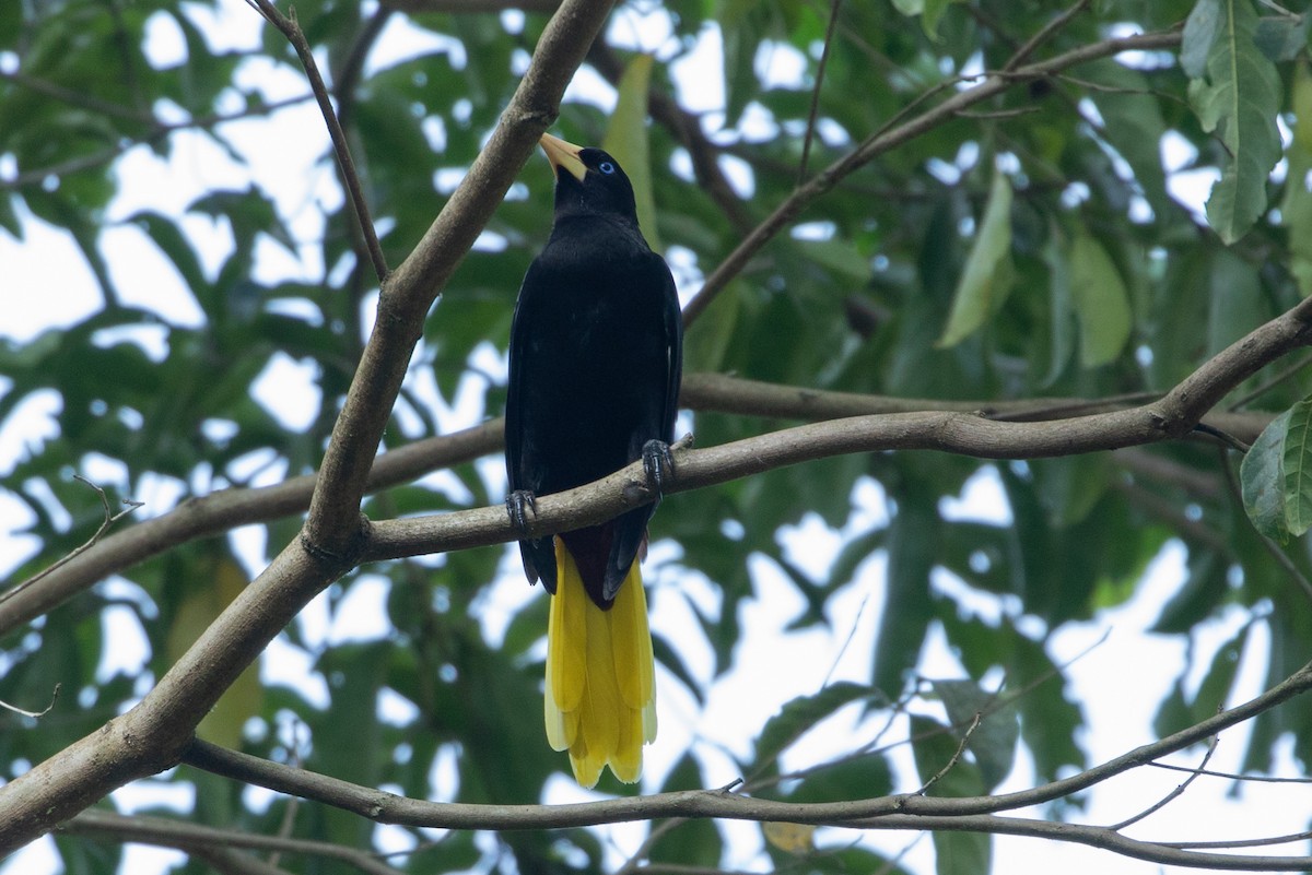 Crested Oropendola - Louis Bevier