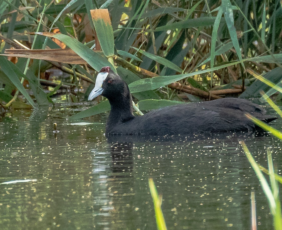 Red-knobbed Coot - Matthew  Field