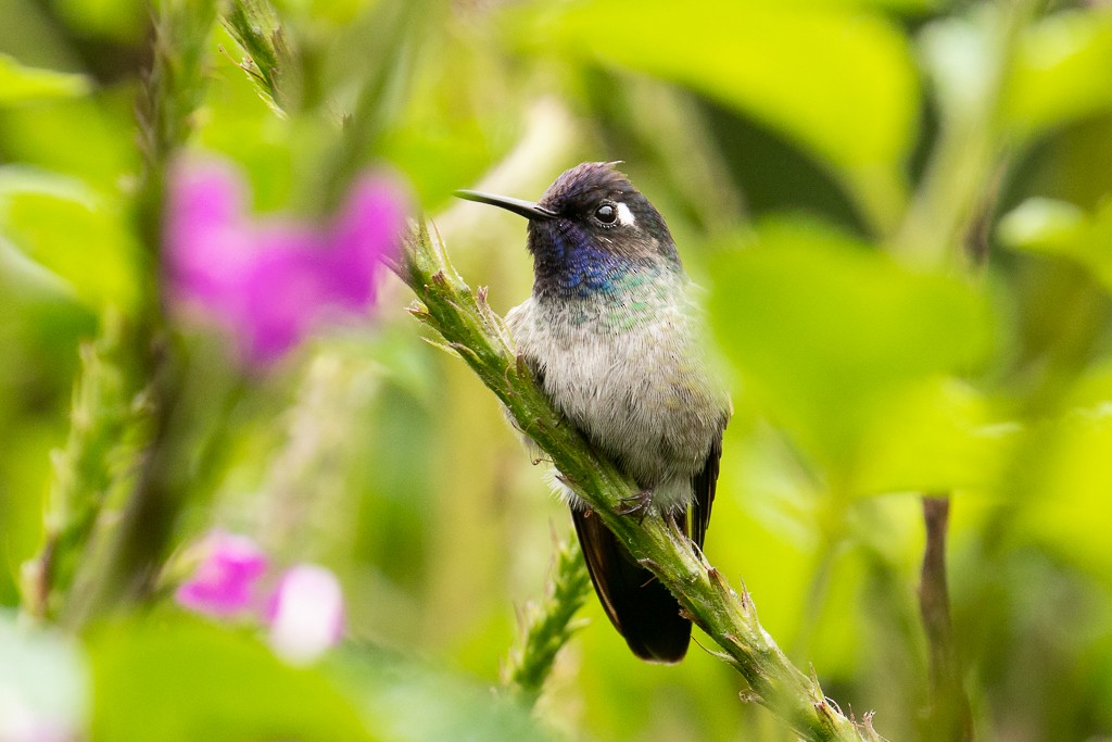 Violet-headed Hummingbird - Ilya Povalyaev