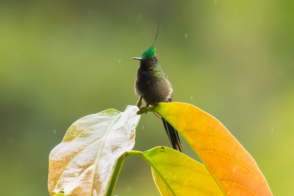 Wire-crested Thorntail - ML150757871