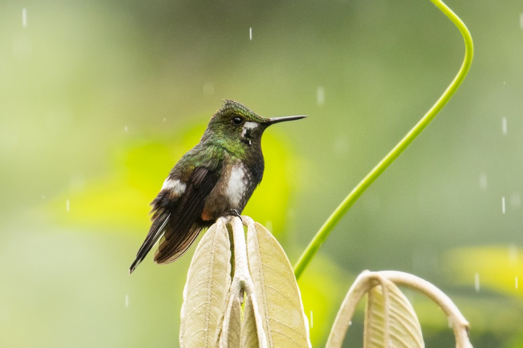 Wire-crested Thorntail - ML150757901
