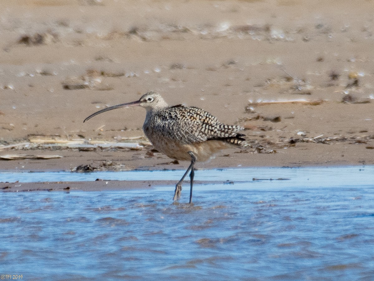 Long-billed Curlew - ML150757981