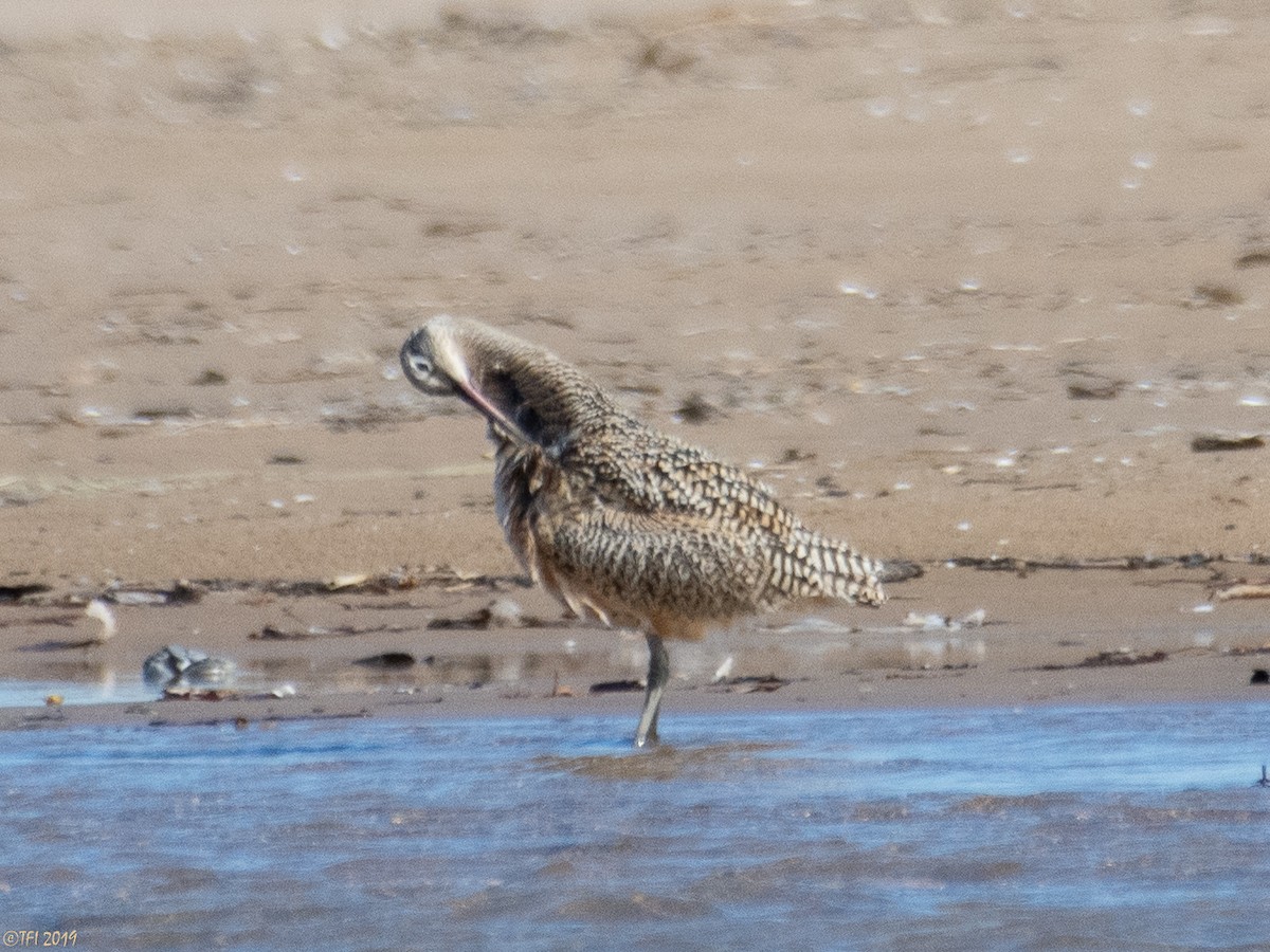 Long-billed Curlew - ML150758011