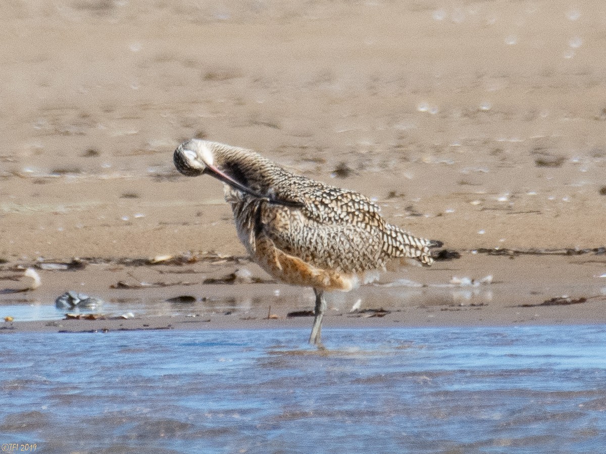 Long-billed Curlew - ML150758051