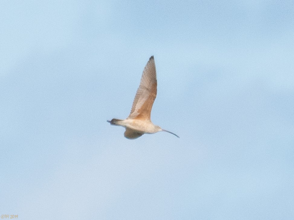 Long-billed Curlew - ML150758191