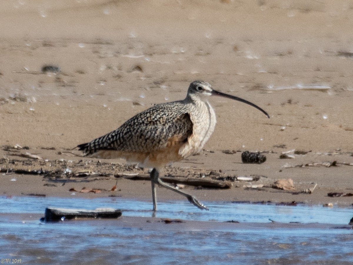 Long-billed Curlew - ML150758201