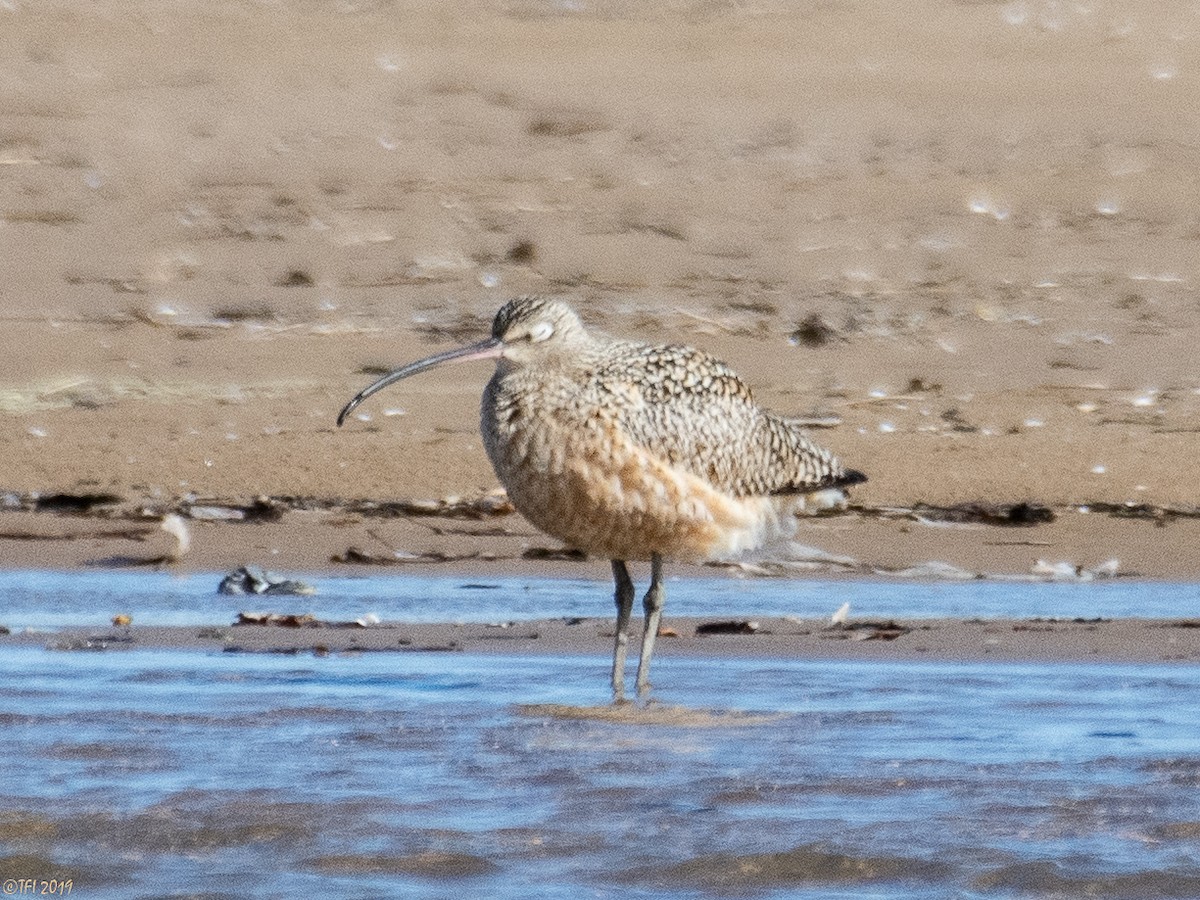 Long-billed Curlew - T I