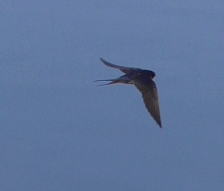 Barn Swallow - ML150759181