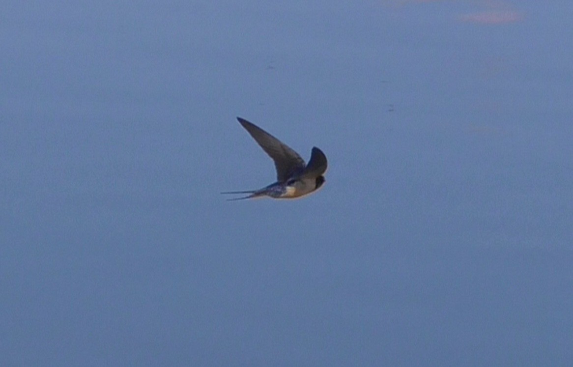 Barn Swallow - ML150759191