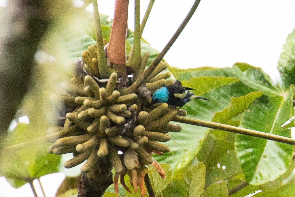 Blue-necked Tanager - ML150759221