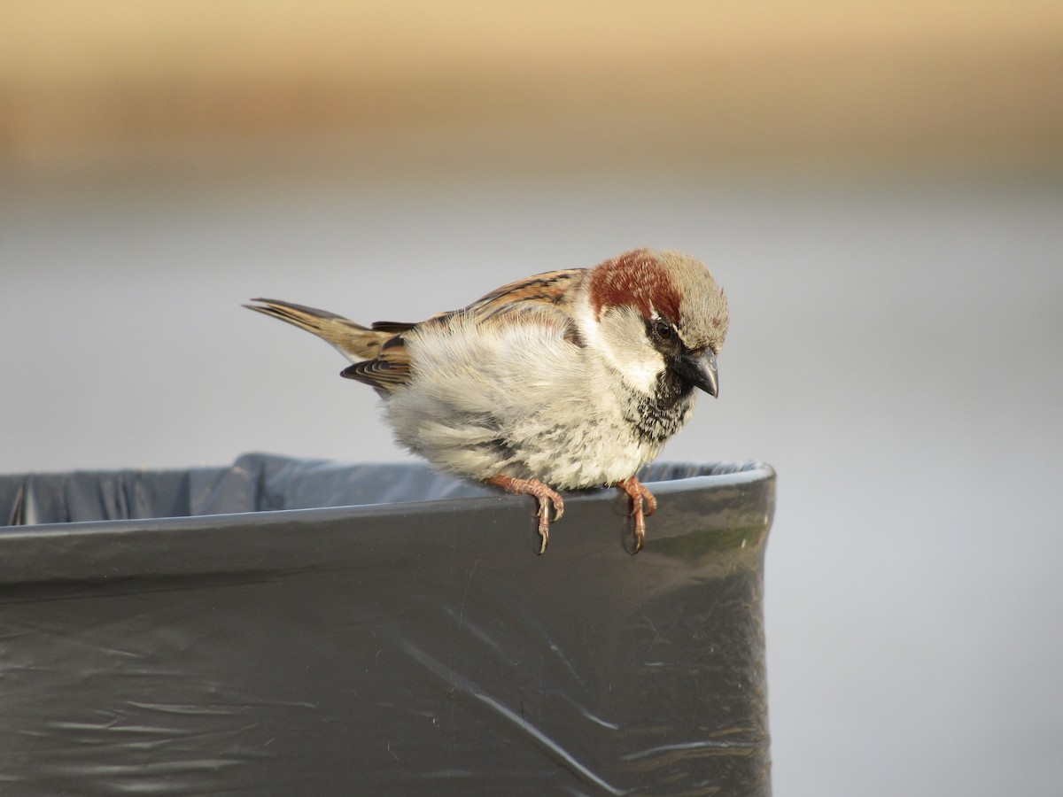 House Sparrow - S. Queen
