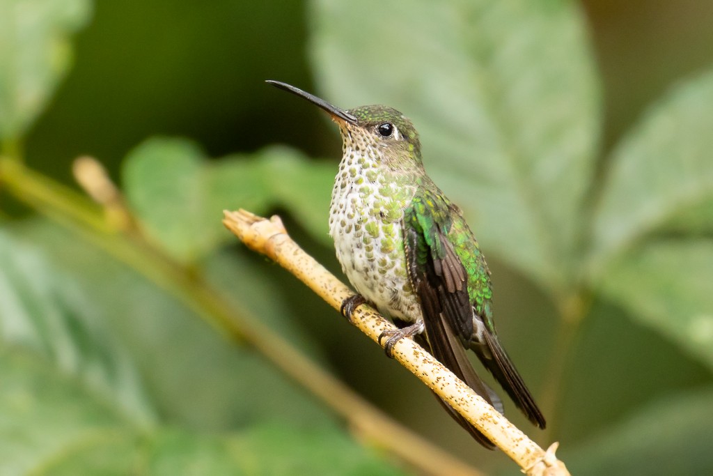 Many-spotted Hummingbird - Ilya Povalyaev