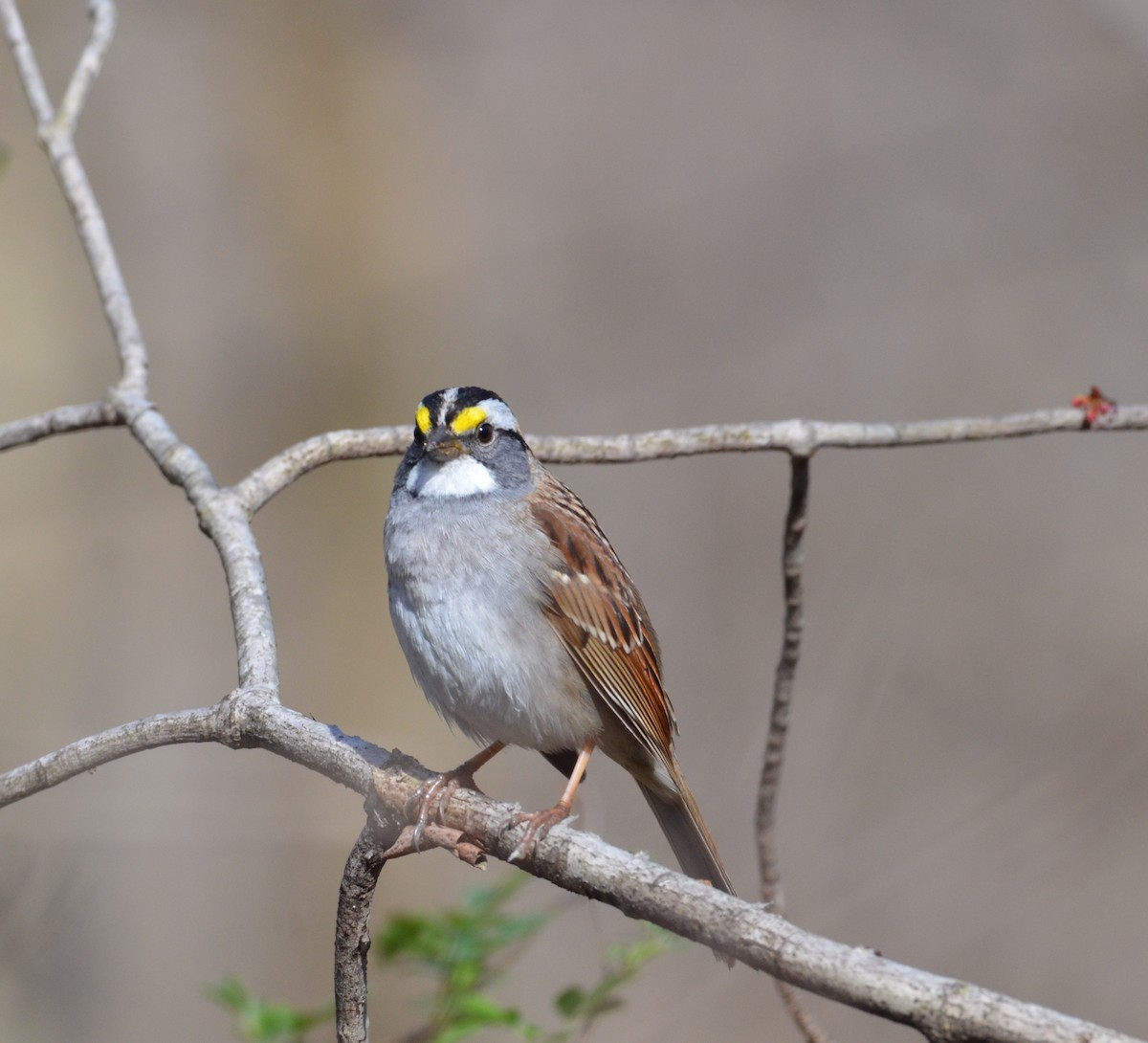 White-throated Sparrow - Andrew Mack