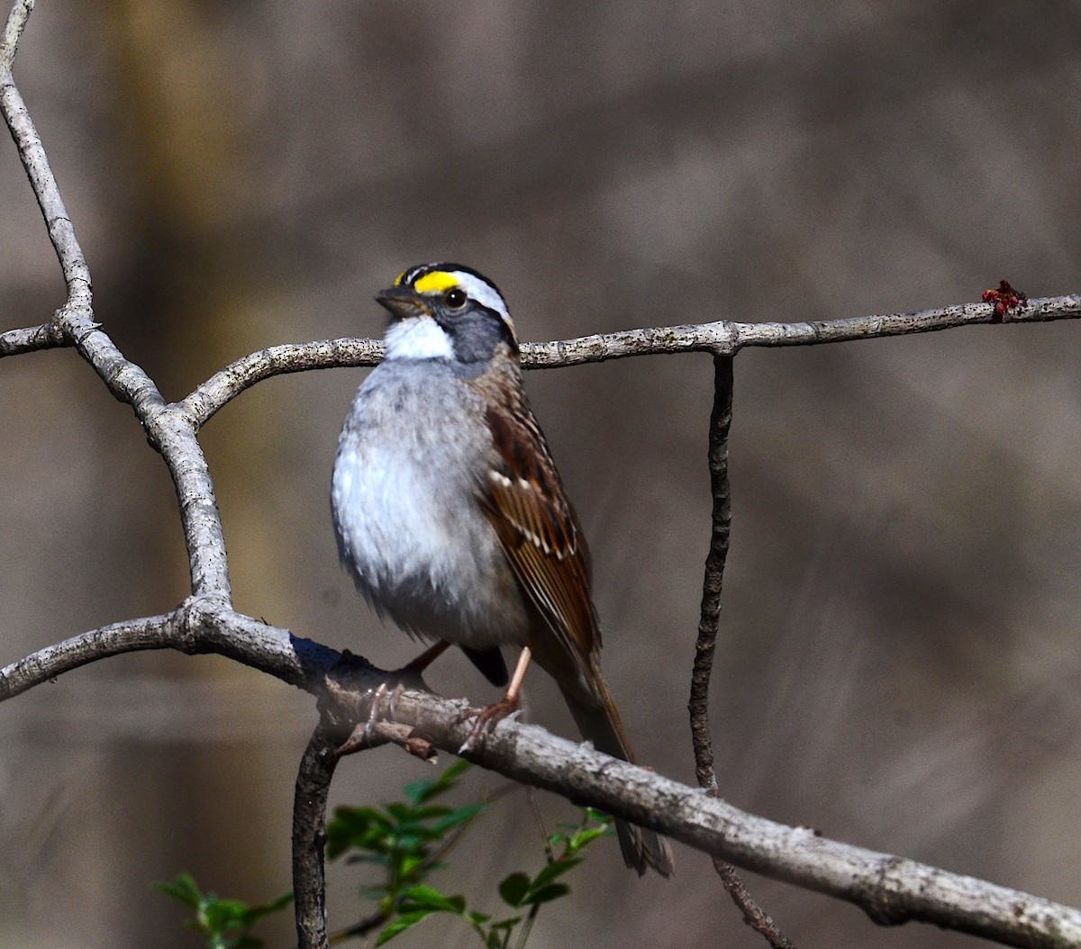 White-throated Sparrow - ML150761511