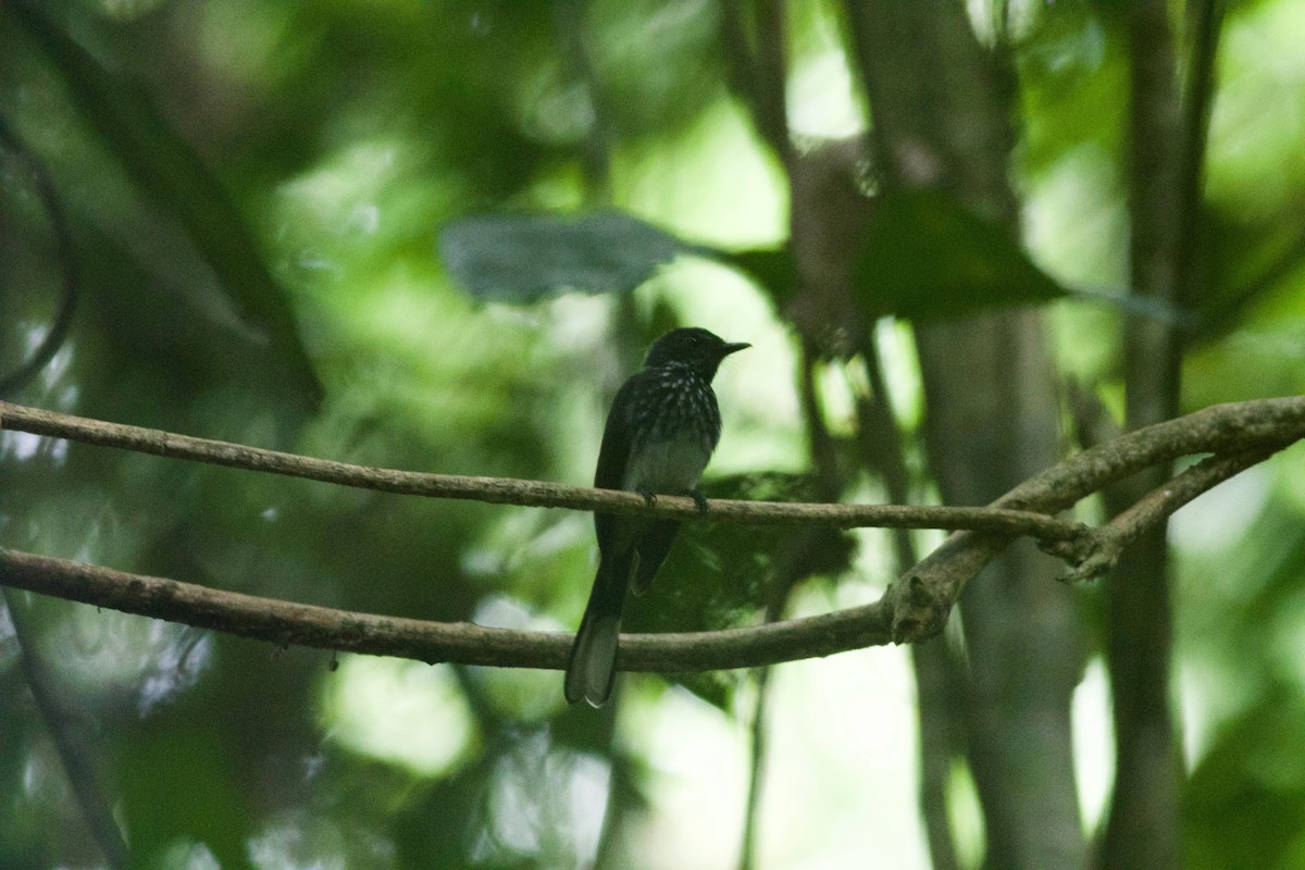 Spotted Fantail - ML150763831