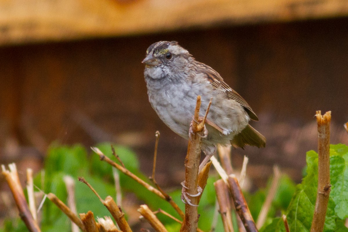 White-throated Sparrow - ML150764671
