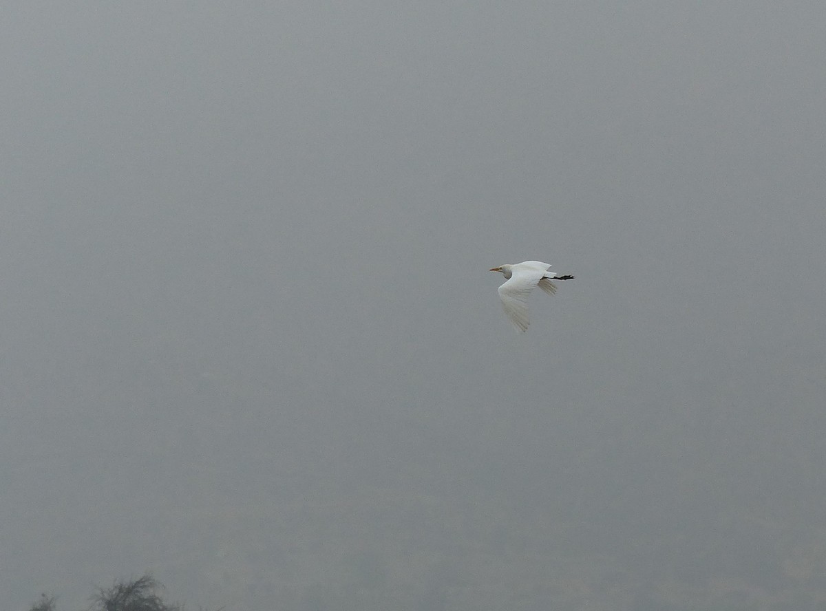 Snowy Egret - joaquin vial