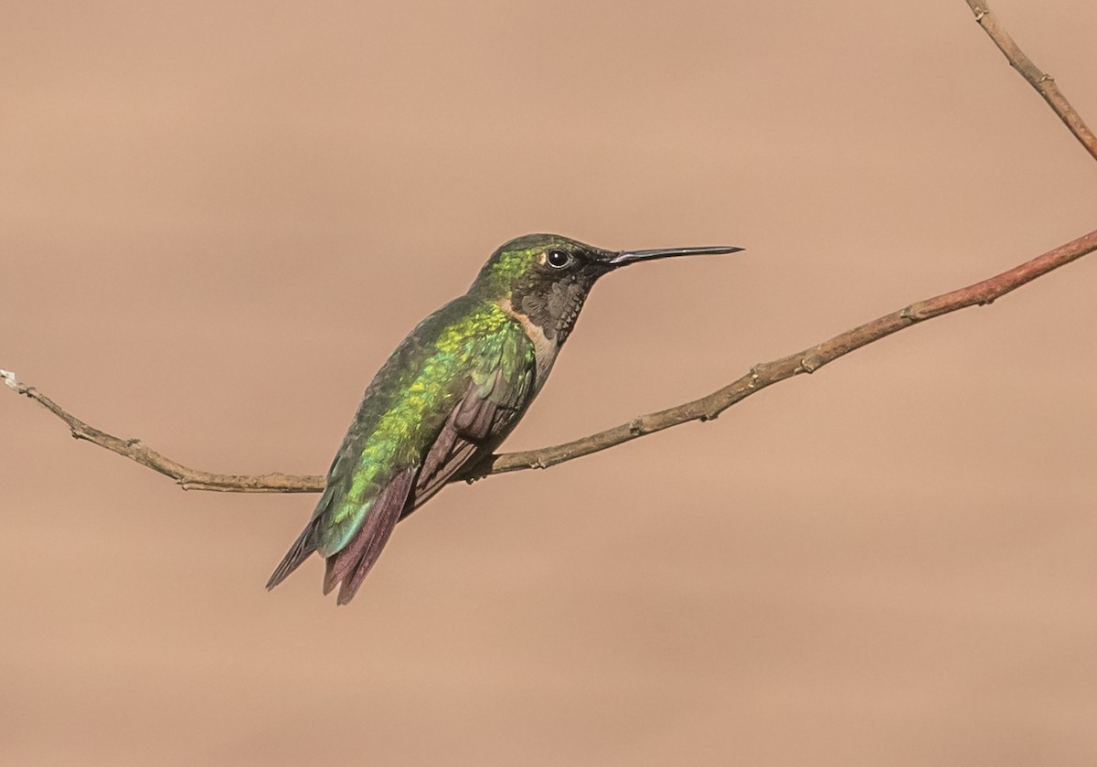 Ruby-throated Hummingbird - Chris Dennard