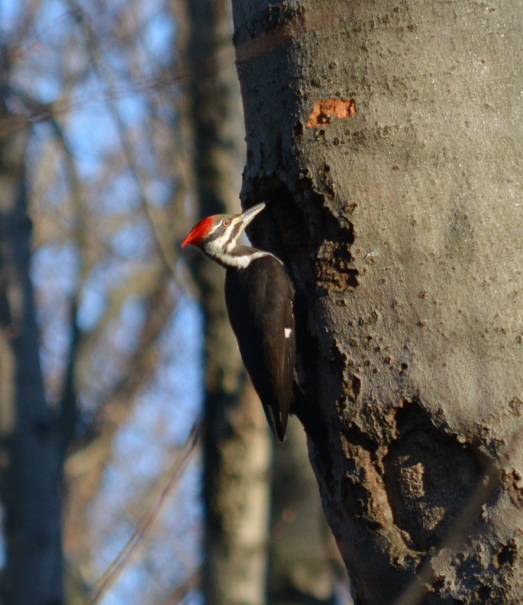 Pileated Woodpecker - Joel & Paula Farwell