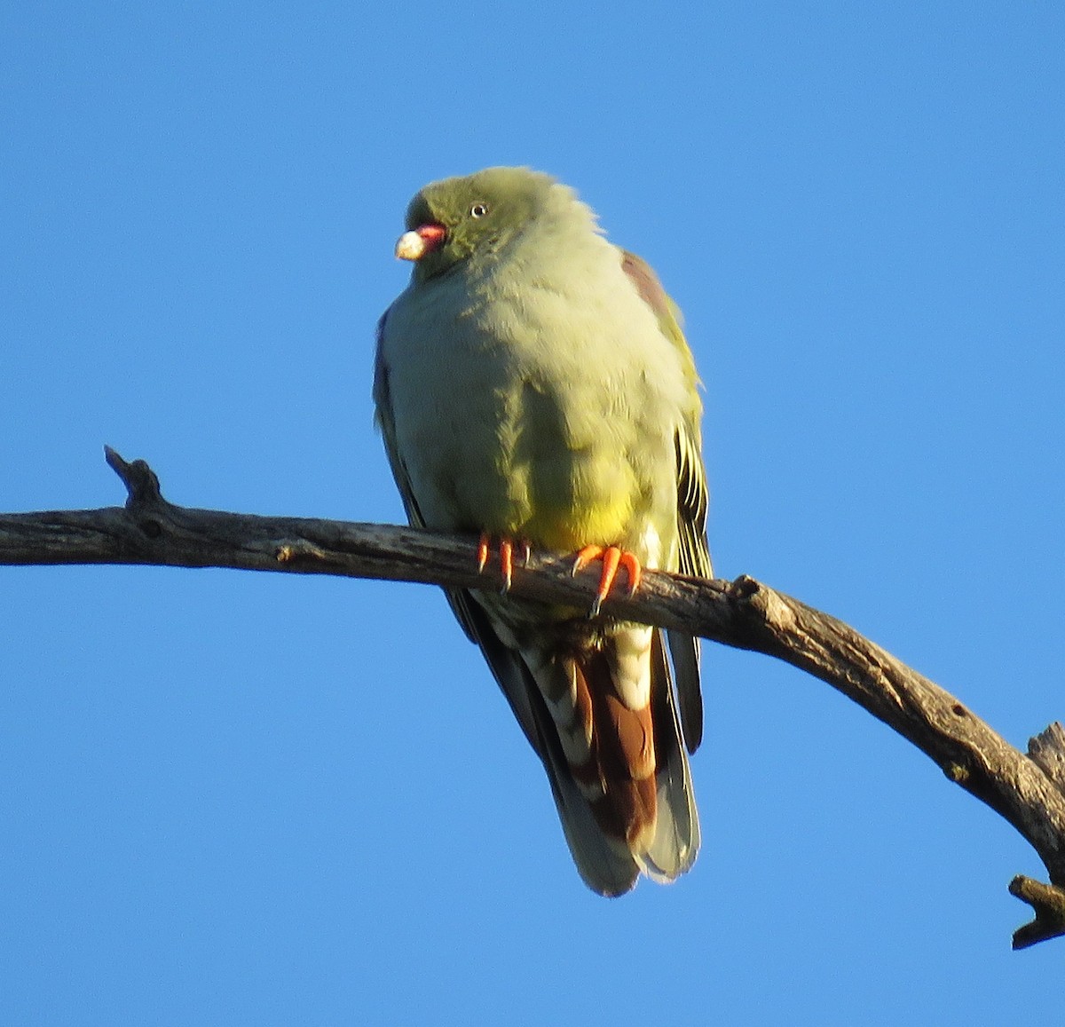 African Green-Pigeon - Becky Turley