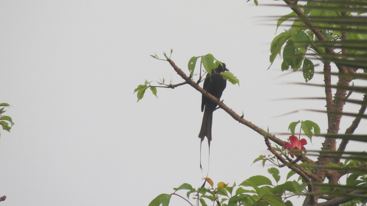 Greater Racket-tailed Drongo - shyamkumar puravankara